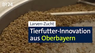 Larvenmast Innovatives Projekt aus Oberbayern I Abendschau I BR24 [upl. by Eibrik]