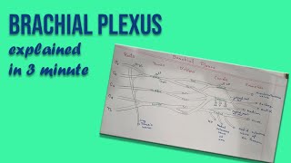 Brachial Plexus explained in 3 minutes [upl. by Lindeberg]