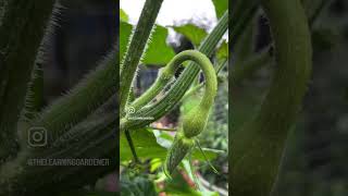 Tromboncino squash insane growth [upl. by Goldarina]