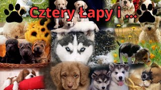 Cztery Łapy i  zapowiedz nowego programu [upl. by Miuqaoj]