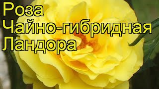 Роза чайногибридная Ландора Краткий обзор описание характеристик где купить саженцы Landora [upl. by Inar405]