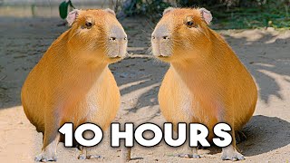 The Capybara Song Official Music Video  10 HOUR LOOP 🎶🎶 [upl. by Noiro167]