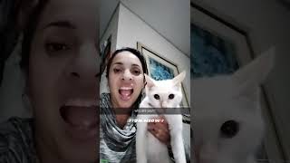 Funny Cats 2025 🥰 trending 🐱 funanimals 8815 [upl. by Ferreby]