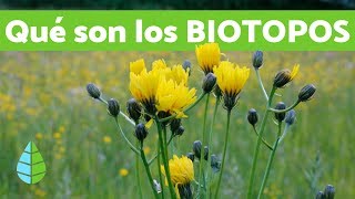 Vídeos de ECOLOGÍA ¿Qué son los BIOTOPOS [upl. by Ariec]