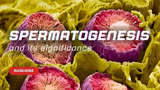 Spermatogenesis and its significance  Embryology [upl. by Arezzini158]