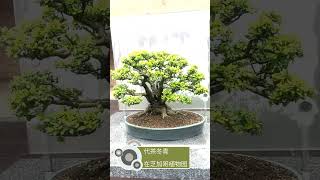 A Yaupon holly bonsai [upl. by Anaujit182]