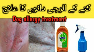 Dog skin allergy treatmentpuppy red pimpledog acne treatmentdog ki allergy ka ilajacne treatment [upl. by Atenaz667]