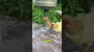 Ingenioso Invento Para Alimentar Gallinas  😱🔥 shortsvideo shorts [upl. by Gehlbach]