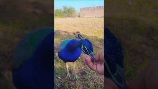 My lovely peacock hand feeding peacock peacockfeeding wildlife birds [upl. by Ymmat603]