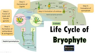 Life Cycle of Bryophyte Moss Life cycle as an example [upl. by Eillom]