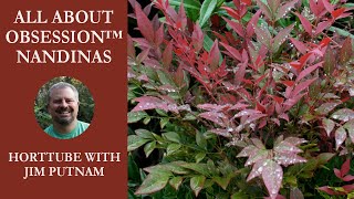 All About Obsession™ Nandinas In 2 Minutes [upl. by Weasner]