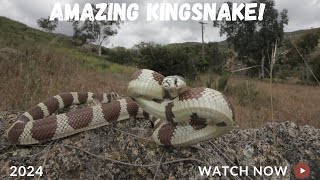 Late Season Board Flipping Beautiful Kingsnake [upl. by Jan]