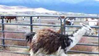 Llama spit fight part 2 of 11 [upl. by Amanda]