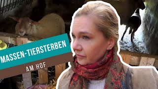 FashionHAUL ein Buchtipp und über Tierwohl  VLOG [upl. by Oicnerolf]