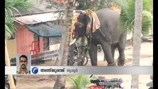 Violent Elephant killed mahout in Thrissur  ആന പാപ്പാനെ കുത്തിക്കൊന്നു [upl. by Llednav]