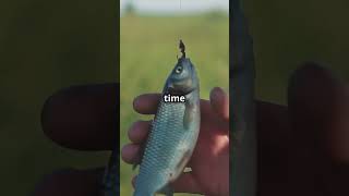 Walk Down Memory LaneFishing Episode 32 fishing fish angler fishingtips fishinglife outdoors [upl. by Chapen]