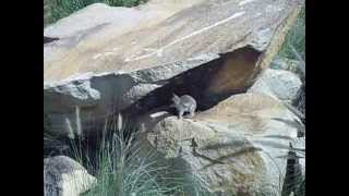 Little RockWallaby on hill at Charters Towers Australia [upl. by Oiludbo]