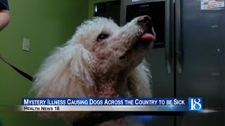 Health News 18 Mystery illness causing dogs across the county to be sick [upl. by Theurich706]