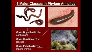 Classification of Phylum annelida [upl. by Yznyl556]