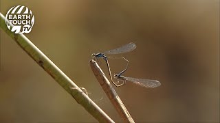 Delicate damselfly mating display [upl. by Schuster971]