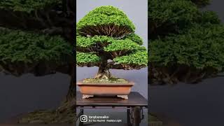 Ramified hinoki Cypress bonsai at the Pacific Bonsai Expo in Oakland [upl. by Sara]