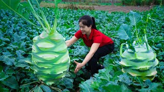 Harvest Kohlrabi amp Goes To Market Sell  Harvesting And Cooking  Lý Song Ca [upl. by Terryn]