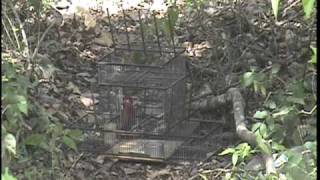 Pesca de cardenal northern cardinal [upl. by Aslam]