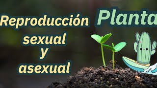 Cómo se reproducen las plantas sexual y asexual  explicación niños primaria [upl. by Snehpets]