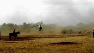 Heli Mustering R 44 Australian Outback Helicopter Muster Cattle Station [upl. by Ecinert]