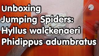 Hyllus walckenaeri  Phidippus adumbratus Unboxing jumping spiders from inseconclave [upl. by Bullock]