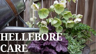 Hellebore Care  First Spring Containers [upl. by Albright]