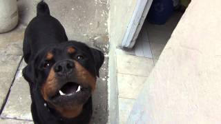 rottweiler ataca a su dueño¡¡rotwailerasesinos lo mejor del mundo [upl. by Areyk20]