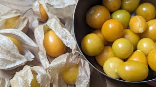 cape gooseberries sudakku thakkali  golden berries [upl. by Cicily626]