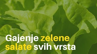 Gajenje zelene salate svih vrsta  korisni saveti [upl. by Mooney]