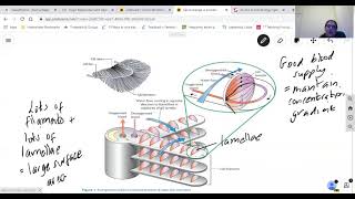 Gas exchange in fish and insects AQA A Level Biology [upl. by Ajnot111]