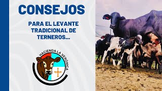 POR QUE USAR EL LEVANTE TRADICIONAL DE TERNEROS [upl. by Naiva]