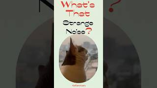 Whats That Strange Noise 🐾🎧 cat catsound katsanctuary shorts shortsfeed [upl. by Donelu736]