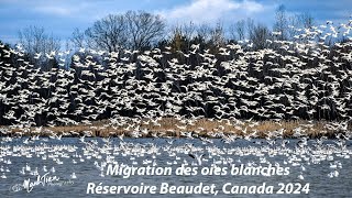 Migration des Oies Blanches au réservoire Beaudet Quebec Canada 2024 [upl. by Kissel]