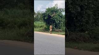 Impressing video clipsgandi Mora kundiyi helani🤗 the monkey King 👑 odia song 🤗 funny [upl. by Ayanat761]