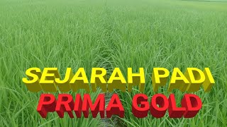 SEJARAH PADI PRIMA GOLD DAN PENAPAKANNYA USIA 40 HST DI LAMPUNG TIMUR [upl. by Darcy606]