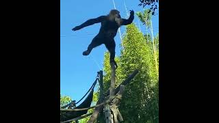 😄Monkey Yoga👍 yoga monkey fitness motivation [upl. by Furtek]