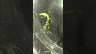 Mantis Eating Mosquitoe [upl. by Faxun]