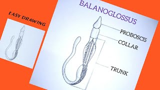 How to draw Balanoglossus easily [upl. by Iden]