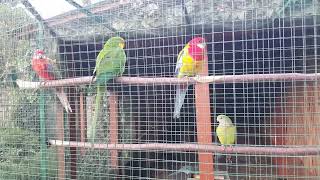 BarabandyPolytelis swainsoniirozelle Platycercus eximiusSuperb parrots eastern rosella [upl. by Crespi]