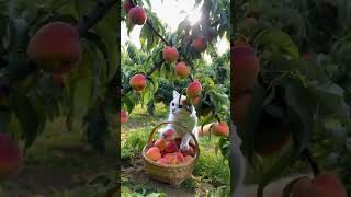 Cat harvest peaches and then sell them😬 [upl. by Altis]