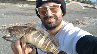 fishing surfcasting bellisima pescata di NovembreUna cernia bianca e due belle razze😎😎😎😎 [upl. by Claudetta]