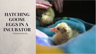 HomesteadingHatching Goose Eggs Incubator at Home [upl. by Krenn]