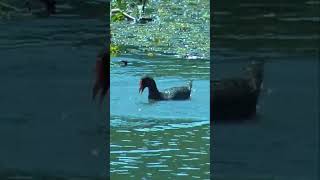 Dusky Moorhen diving foraging in South East Queensland shorts [upl. by Sarajane]