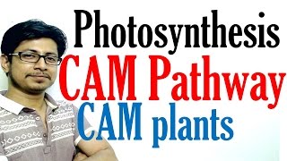 CAM pathway photosynthesis [upl. by Marlena642]