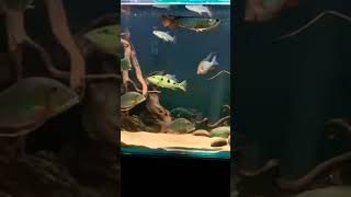 Fish tank tamil 🐠🔥viralvideo trendingshorts aquariumfish fish ₹youtubeshort [upl. by Artenak]